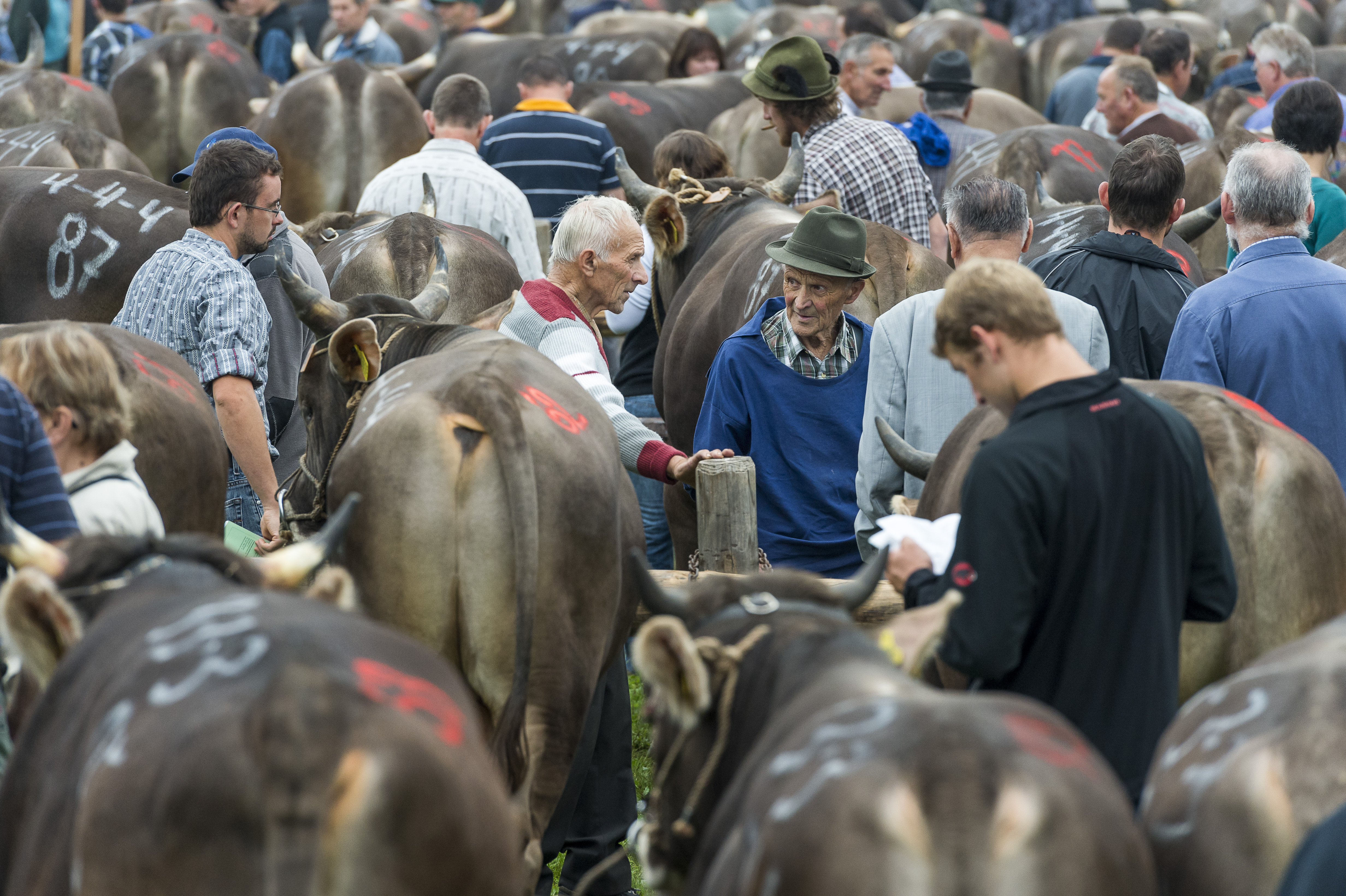 Stiere und Menschen